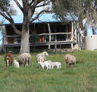 Gaddleen Grove Cottages - Accommodation BNB