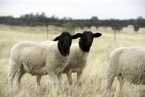 Gilgraves Vineyard Farmstay - Accommodation BNB 3