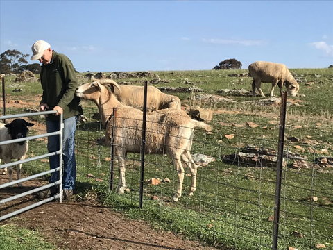 Gilgraves Vineyard Farmstay - Accommodation BNB 0