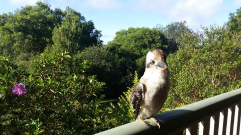 Gumtree House Montville - Accommodation BNB 3