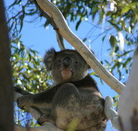 Levi Park Caravan Park - Accommodation BNB