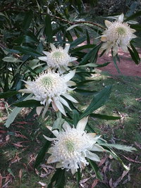 Book Hallston Accommodation Vacations Accommodation BNB Accommodation BNB