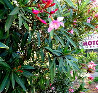 Mercury motor inn - Accommodation BNB