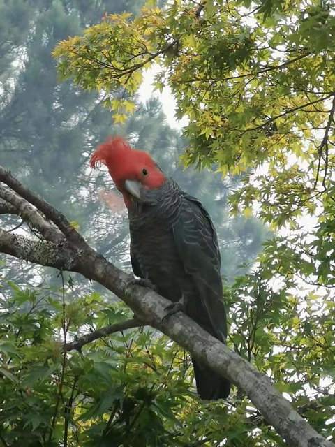 Milepost Annex In Wentworth Falls - Accommodation BNB 3