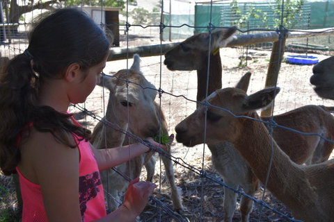 Morella Farm - Accommodation BNB 3