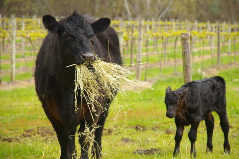 Naimanya Cottage - Accommodation BNB 0