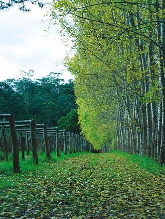 Hawke Brook Chalets - Accommodation BNB 12