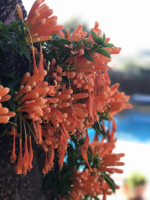 Swan Valley Rest Cottage - Accommodation BNB 23