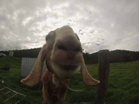 Tanen Farm - Accommodation BNB 7