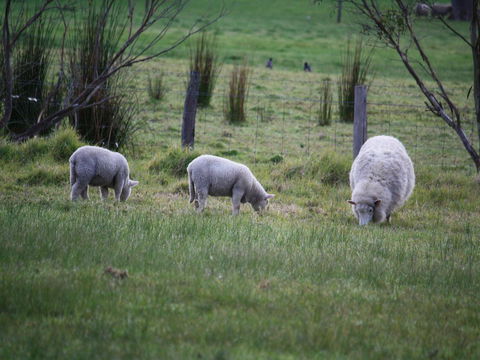 Tanen Farm - Accommodation BNB 11