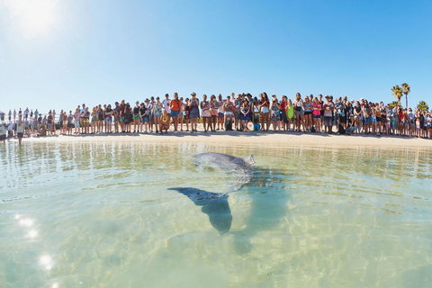 RAC Monkey Mia Dolphin Resort - Accommodation BNB 3