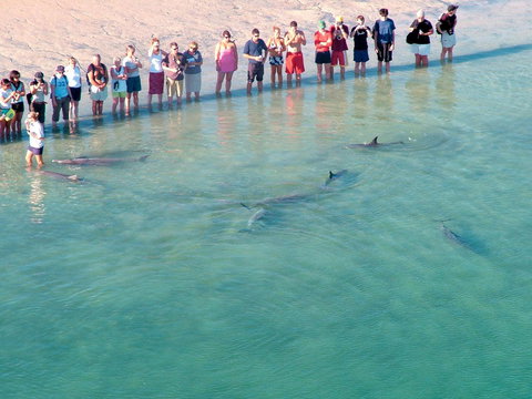 RAC Monkey Mia Dolphin Resort - Accommodation BNB 4