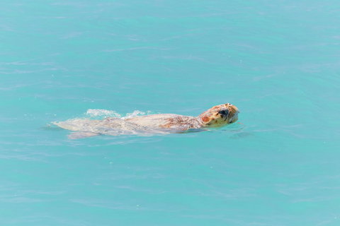 RAC Monkey Mia Dolphin Resort - Accommodation BNB 20