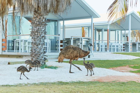 RAC Monkey Mia Dolphin Resort - Accommodation BNB 15