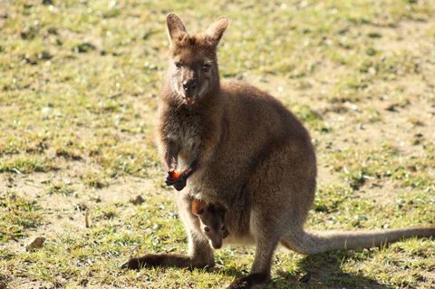 Tamar Solar Home - Accommodation BNB 4