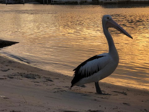 Pelican Cove Apartments - Accommodation BNB 1