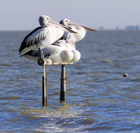 Pelican Perch Retreat - Accommodation BNB