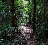 Springbrook Lyrebird Retreat - Accommodation BNB