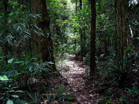 Springbrook Lyrebird Retreat - Accommodation BNB 0