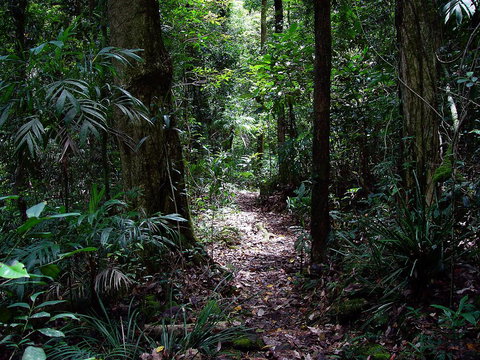 Springbrook Lyrebird Retreat - Accommodation BNB 0
