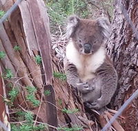 Stringybark Hills Retreat - Accommodation BNB