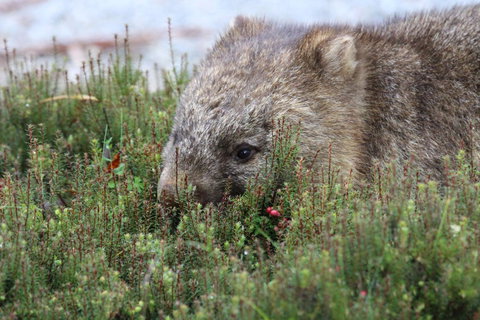 Cradle Mountain Wilderness Village - Accommodation BNB 32