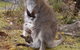 Cradle Mountain Wilderness Village - thumb 33