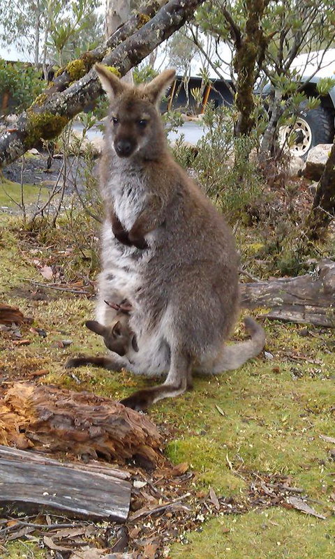 Cradle Mountain Wilderness Village - Accommodation BNB 33