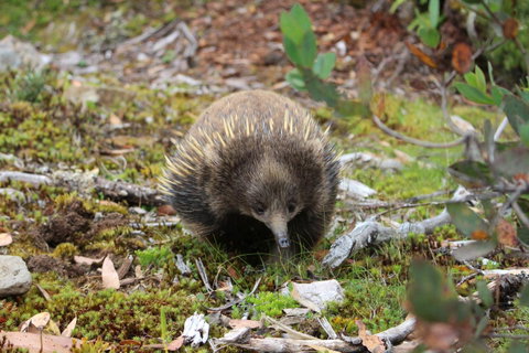 Cradle Mountain Wilderness Village - Accommodation BNB 34