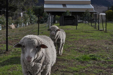 Taras Richmond Farmstay - Accommodation BNB 14