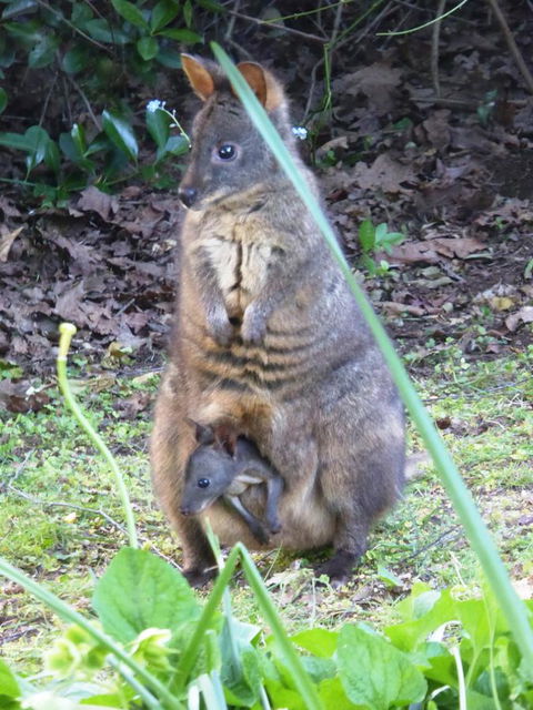 Tamar River Retreat - Accommodation BNB 36