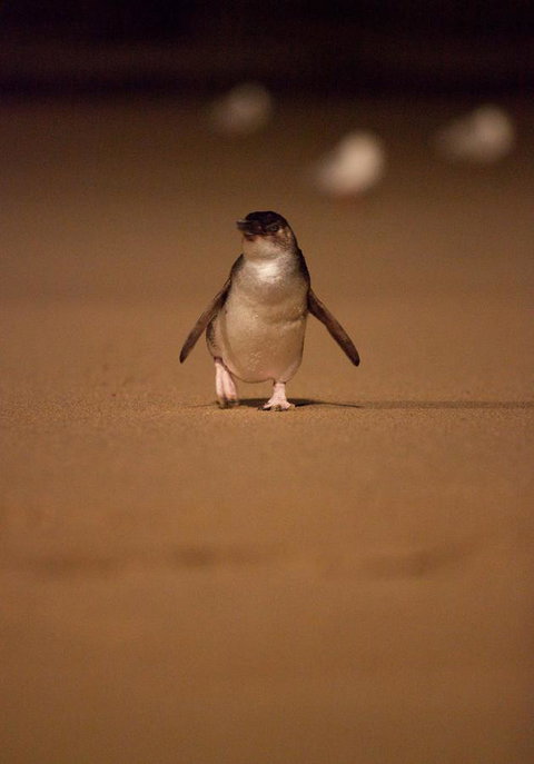 BIG4 Ingenia Holidays Phillip Island - Accommodation BNB 9