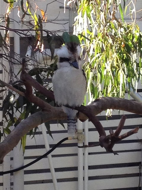 Kookas Retreat - Accommodation BNB 16