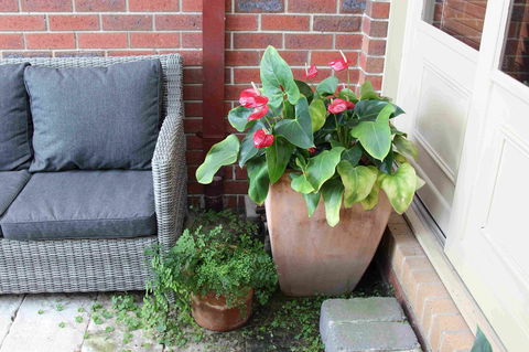 Oxford Rise Apartment - Accommodation BNB 16