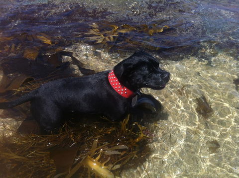 Stunning Waterfront Only 10 Minutes To Phillip Island - FREE EV UNIT 7kW For Electric Cars - Pet Friendly, Fireplace FREE WIFI Wine & Chocolates - Accommodation BNB 29