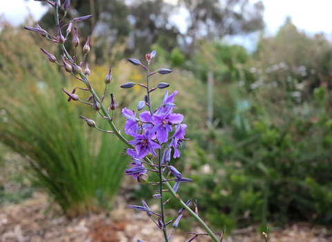 The Chocolate Lily Bed & Breakfast - Accommodation BNB 3