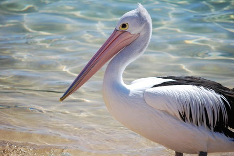The Peninsular Merimbula - Accommodation BNB 2