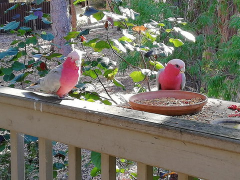 The Treehouse In Dawesville - Accommodation BNB 1