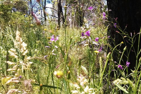 Grampians Pomonal Cottages - Accommodation BNB 31