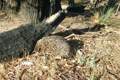 Grampians Pomonal Cottages - Accommodation BNB 25