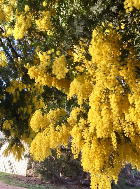 Grampians Pomonal Cottages - Accommodation BNB 5