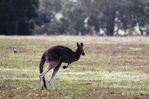 Grampians Pomonal Cottages - Accommodation BNB 26