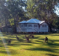 Lake Weyba Noosa Lodge  Kangaroos - Accommodation BNB