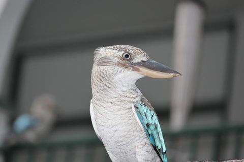 Amaroo On Mandalay, Magnetic Island - Accommodation BNB 28