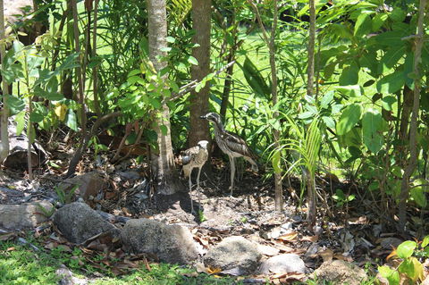 Amaroo On Mandalay, Magnetic Island - Accommodation BNB 40