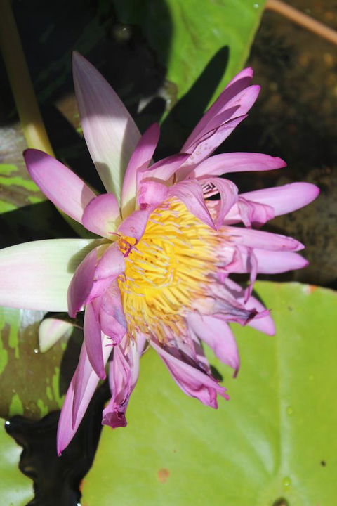 Amaroo On Mandalay, Magnetic Island - Accommodation BNB 41