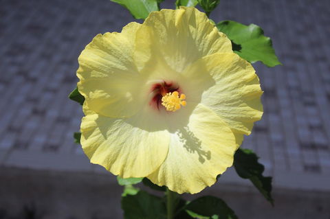 Amaroo On Mandalay, Magnetic Island - Accommodation BNB 43