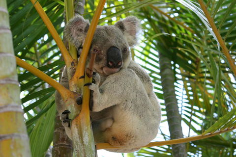 Amaroo On Mandalay, Magnetic Island - Accommodation BNB 44