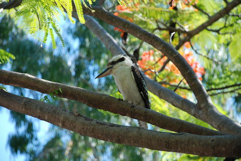 Sanctuary Palm Cove - Accommodation BNB 7