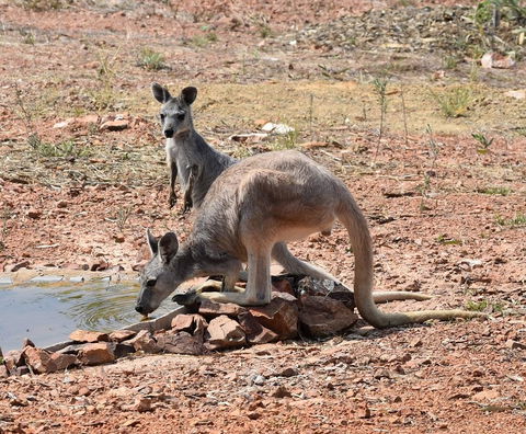 Ironbark House - Accommodation BNB 19